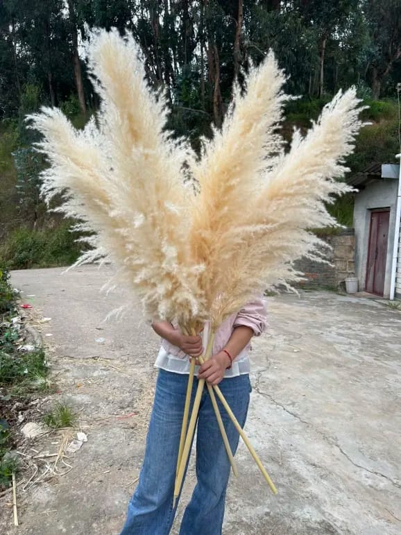 Large Fluffy Pampas Pampa Grass — Kenya · WIMU Kitchen Nairobi