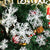 Snowflake Christmas Ornaments, Set of 3 — WIMU Kitchen Nairobi