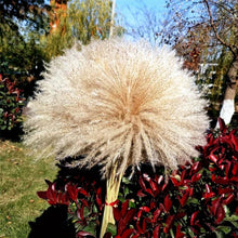 Never Wilts: Natural Dried Pampas Grass Reed Stems, Bundle of 10 — WIMU Kitchen Nairobi — Kenya · WIMU Kitchen