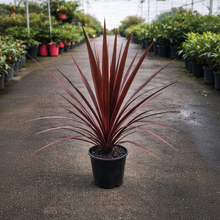 Real Touch Artificial Red Foliage Plant - 56 Leaf Spiky Bonsai Style Plant in Pot — WIMU Kitchen Nairobi — Kenya · WIMU Kitchen