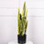 Real Touch Artificial Snake Plant - 12 Leaf Yellow-Edged Sansevieria in Pot — WIMU Kitchen Nairobi
